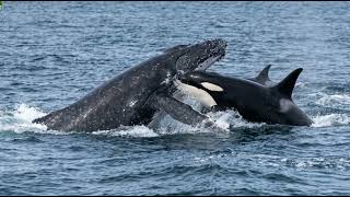 DEEP OCEAN  The Journey to the Mysterious Creatures of the Abyss  Nature Animal Documentary