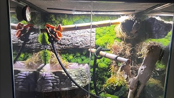 Amazon Tree Boa Care + Enclosure Tips