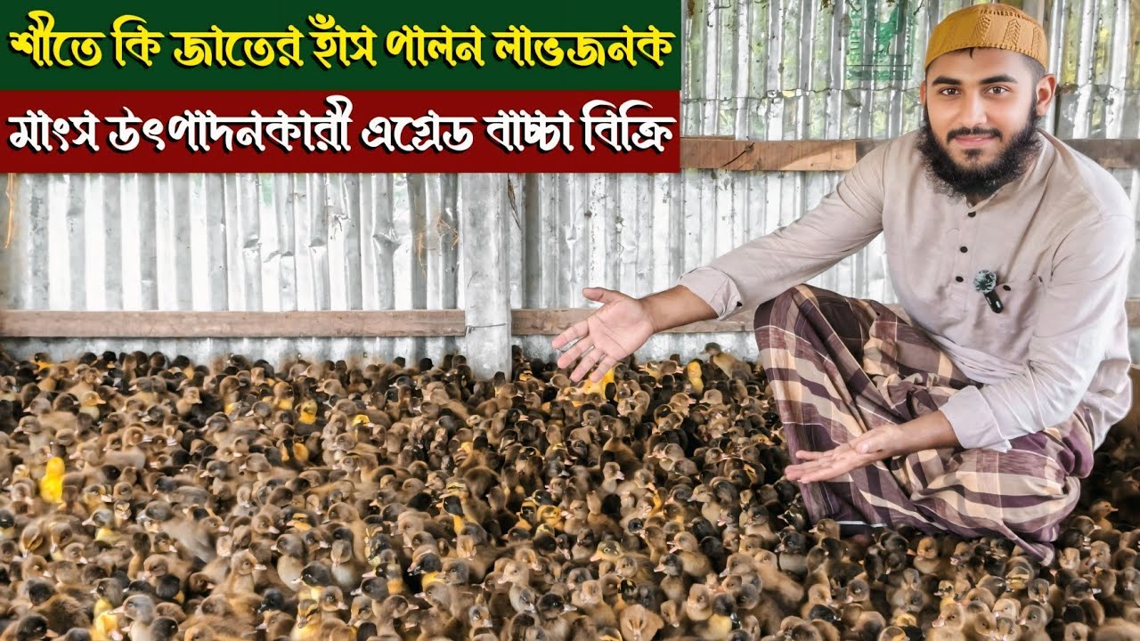 শীতকালে মাংসের জন্য সেরা হাঁসের জাত কোনটি? | Duck Farming Tips | তাক্বওয়া হাঁসের খামার
