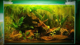 My Planted Honey Gourami Tank after 1 Month! (Great growth with no CO2) by World of Whasian 4,876 views 10 months ago 8 minutes, 54 seconds