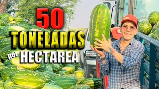 LOS ERRORES CUESTAN DINERO aprender es difícil el cultivo de sandía | Los jóvenes ya no trabajan