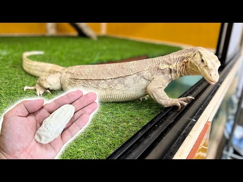 アルビノのオオトカゲが卵を産みました