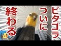 オカメインコのピタゴラスイッチに終末がやってきた