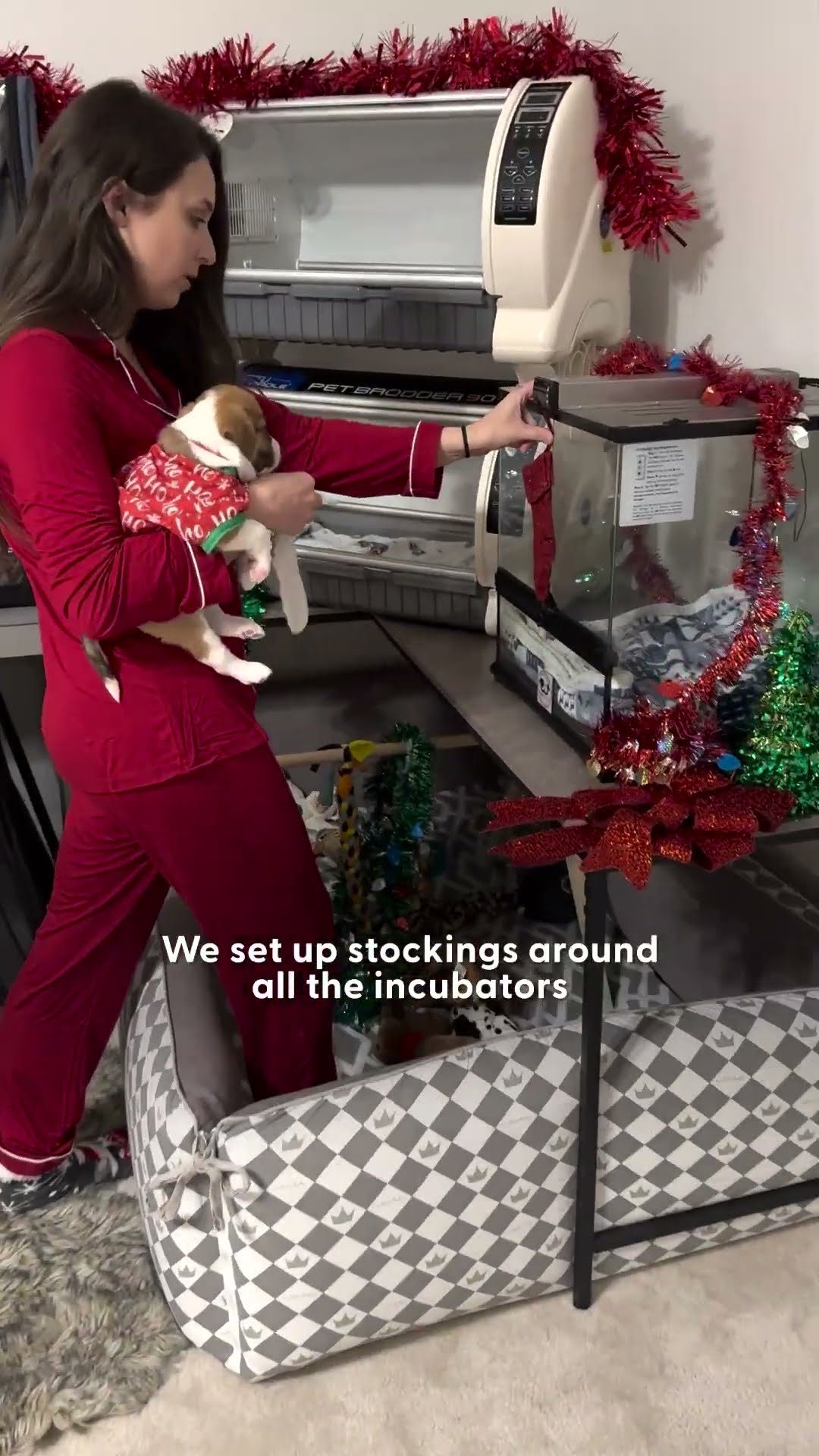 Foster Puppy Gets Caught On Camera Destroying Santa's Cookies | The Dodo