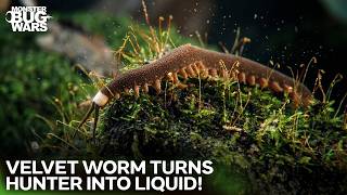 Velvet Worm’s Glue Trap DESTROYS Harvestman! | Monter Bug Wars