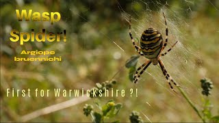 Wasp Spider - Argiope bruennichi  First for Warwickshire?!