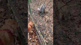 Wildpark Hochbrücke by Kokooooniii - Mustang TV  27 views 5 months ago 1 minute, 11 seconds