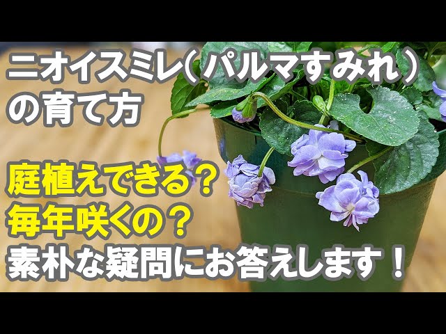 パルマすみれ（八重咲きニオイスミレ）の育て方 株分け 挿し木 咲か