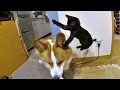 Kitten Kuro attacks Goro. slow motion / ゴローさんに飛び掛る子猫のクロさん 20150611 welsh corgi cat dog flying ninja