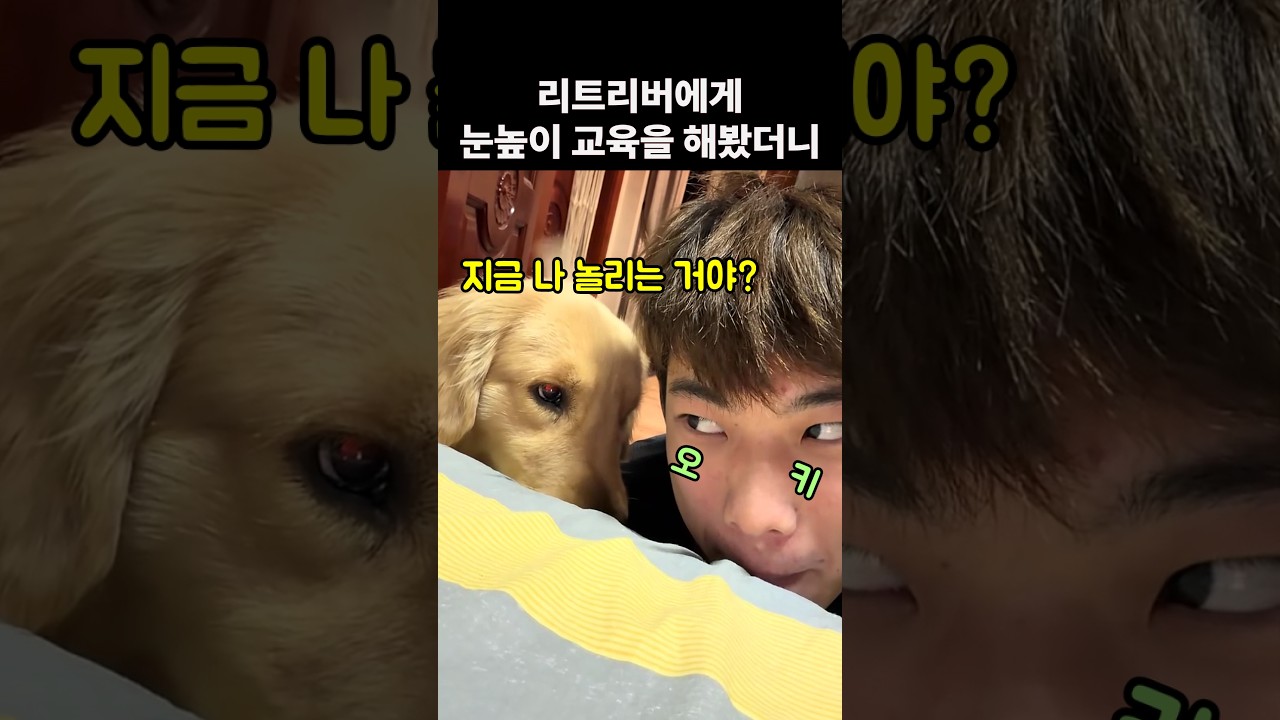 입질하는 리트리버 주인이 눈높이 교육을 해봤더니..