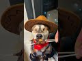 Dog: You are such a good man, i really appreciated it. Cute pet debate plan funny dog eating fun