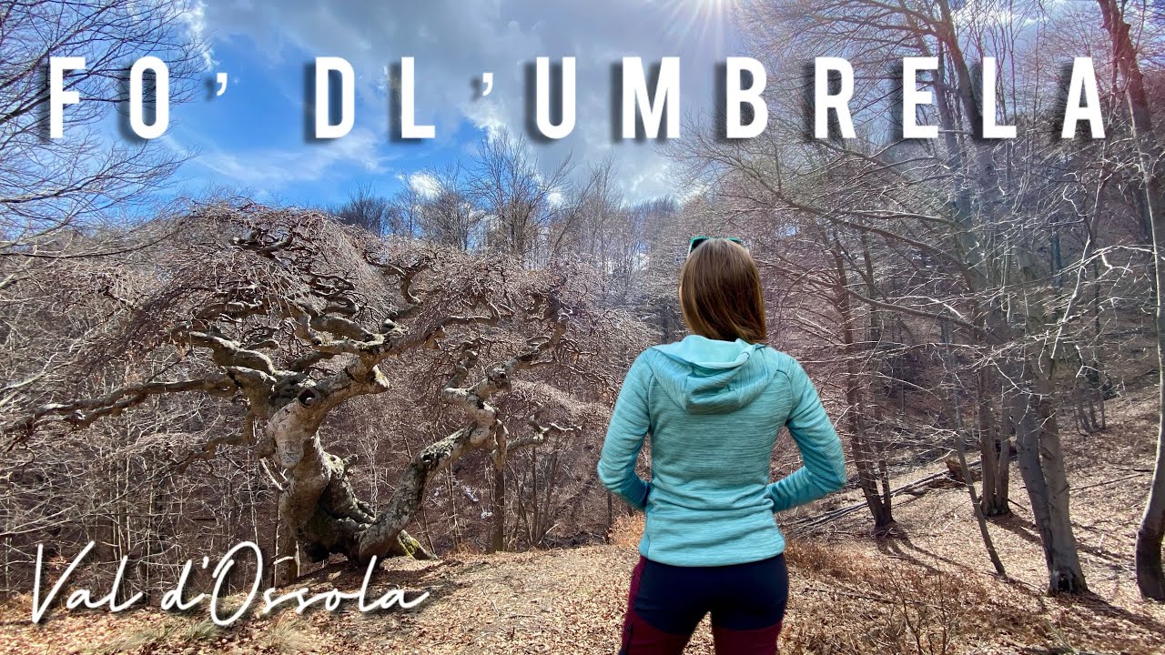 FAGGIO a OMBRELLO, LAGO D'ORTA e ALPEGGI, escursione ad anello - VAL D’OSSOLA