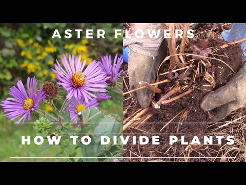 Video: Hoe en wanneer asterplanten te verdelen: een gids voor het scheiden van asters in de tuin