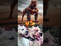 Pitbull VS Dogo Argentino VS Kangal VS Alabai