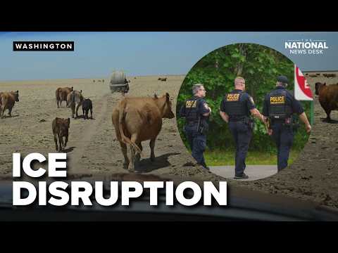 ICE operations: Disrupting the beef supply chain?