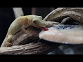 Here's a little gecko enjoying a nice snack from a spoon