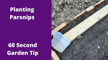 Planting Parsnips - 60 second Garden Tip
