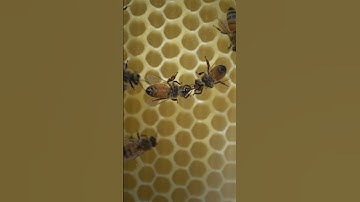 Flow Hive Update: Busy bees working on the 🍯 super #beekeeper #beekeeping #honey #flowhive #beehive