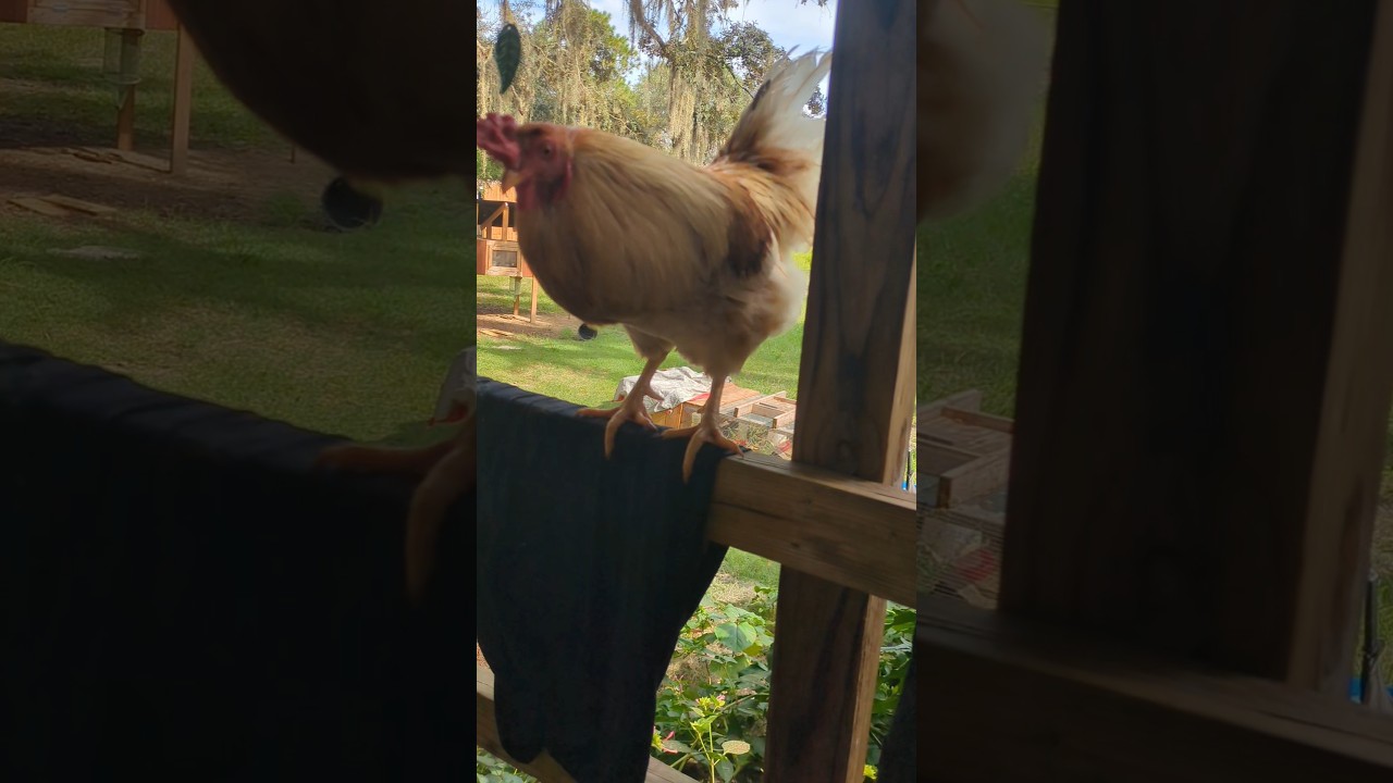 How to quiet your rooster 😆🍕🐓 