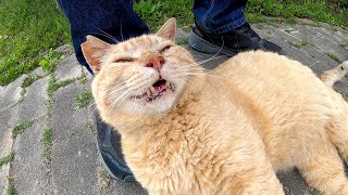 年老いた茶トラ猫をモフったら「極楽だにゃ〜」と喜んでくれた
