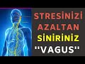 Stres, Nasıl azaltılır? Vagus, nefes, En uzun sinir, En Önemli Sinir, Prof.Dr.Serdar Akgün,