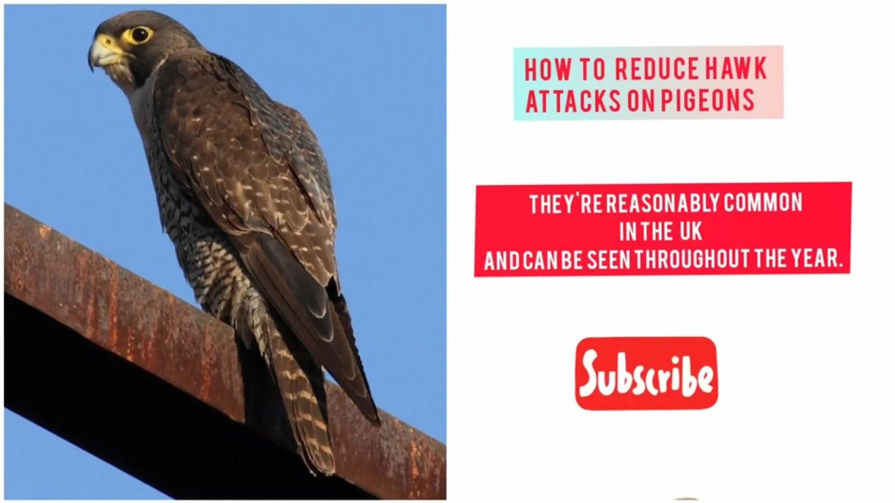 How To Reduce Hawk Attacks On Pigeons