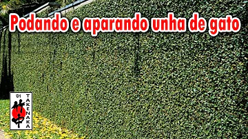 Como cortar unha de gato planta?