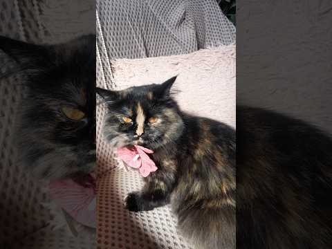 Adorable Masha Funny Iphone16 Trending Youtubeshorts Shortvideo ماشاءالله Shorts Fyp Cat Mashallah