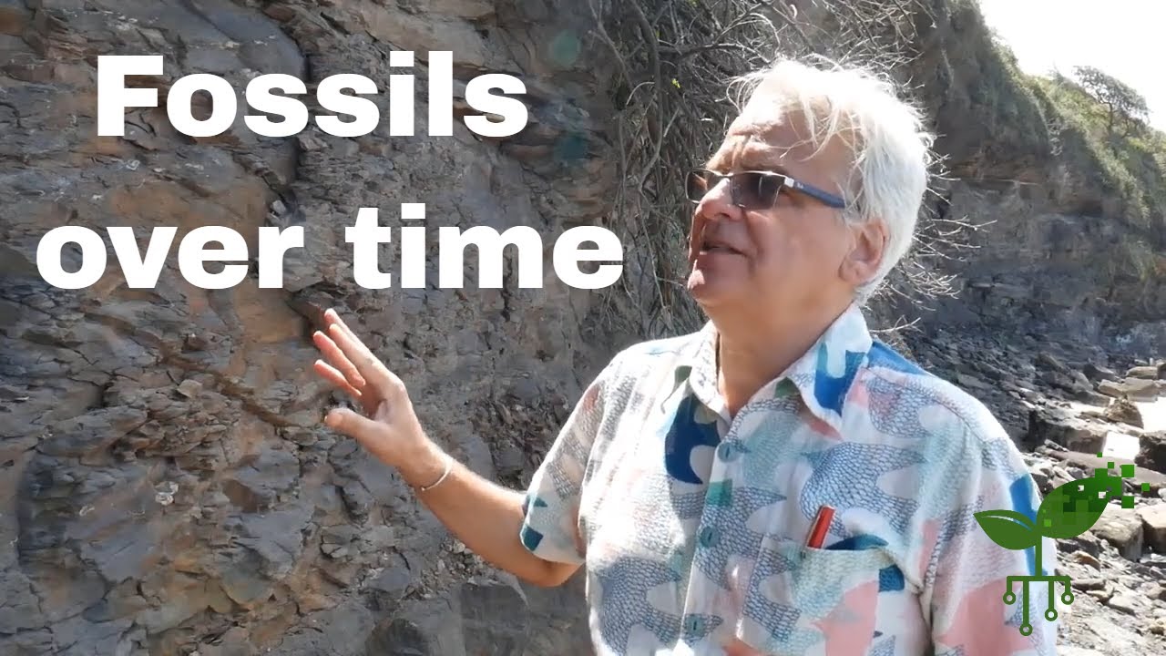 Fossils over time Dolphin Point Insights and inferences Intro to Earth systems meriSTEM