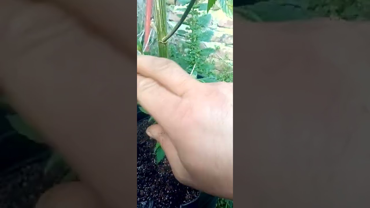 de floración a vegetacion