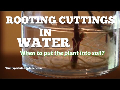 Rooting Cuttings In Water - How Soon Into Soil?