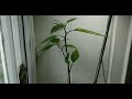 Avocado tree from seed 43 days time lapse