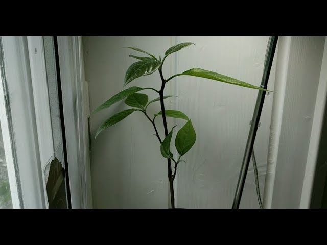 Avocado tree from seed 43 days time lapse