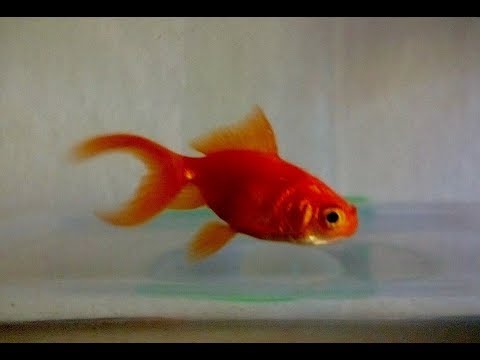 KARAS-GOLD FISH