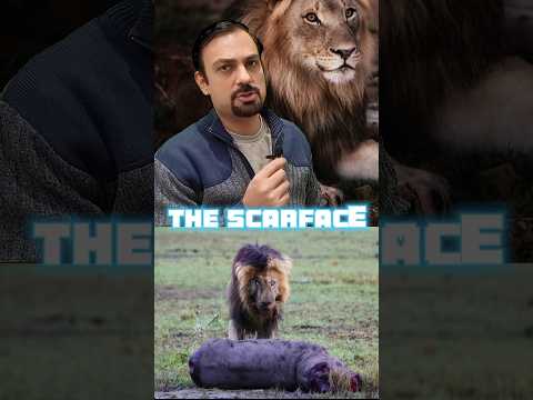 The most famous lion in the world | King scar | scarface #shorts