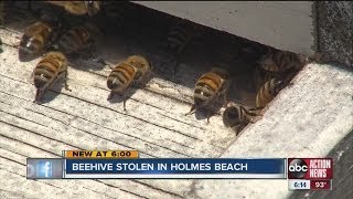 Beehive stolen from Holmes Beach resident