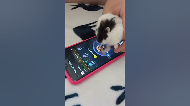 Хомяк тапает Хомяка! #hamsterkombat #врек #мем #хомяк