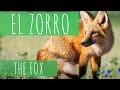 Zorro / Fox - MuKi&amp;Mu