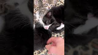 Did you get cuter overnight? YEAH!! by TinyKittens HQ 17,977 views 3 months ago 1 minute, 8 seconds