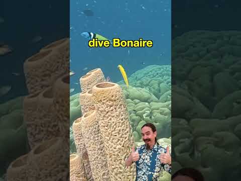 Dive Bonaire - You Won't Regret It #scuba #divelife #bonaire @BonaireIsland