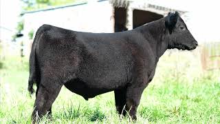 Bastians Discover Your Dream Sale Lot 2