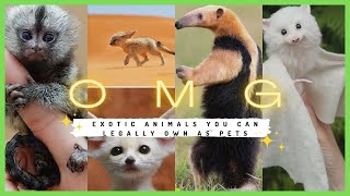 Top 15 Cute Exotic Animals You Can Legally Own as Pets | Everything Exotic