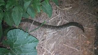 Anaconda
