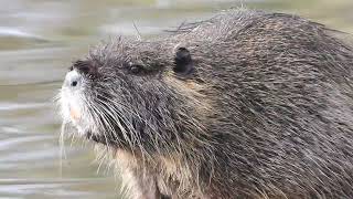 Nutria is resting and grooming. by Sharmin Ritterson 385 views 3 months ago 2 minutes, 21 seconds