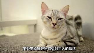 猫界智商排行榜最聪明的6种猫每只都是“聪明喵”