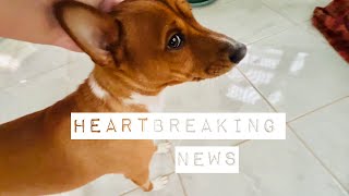 The Last Video of Our Basenji  Dabi that I Will Ever Make (it plays after a message of our sad news)
