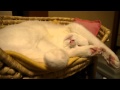 寝言を言う猫