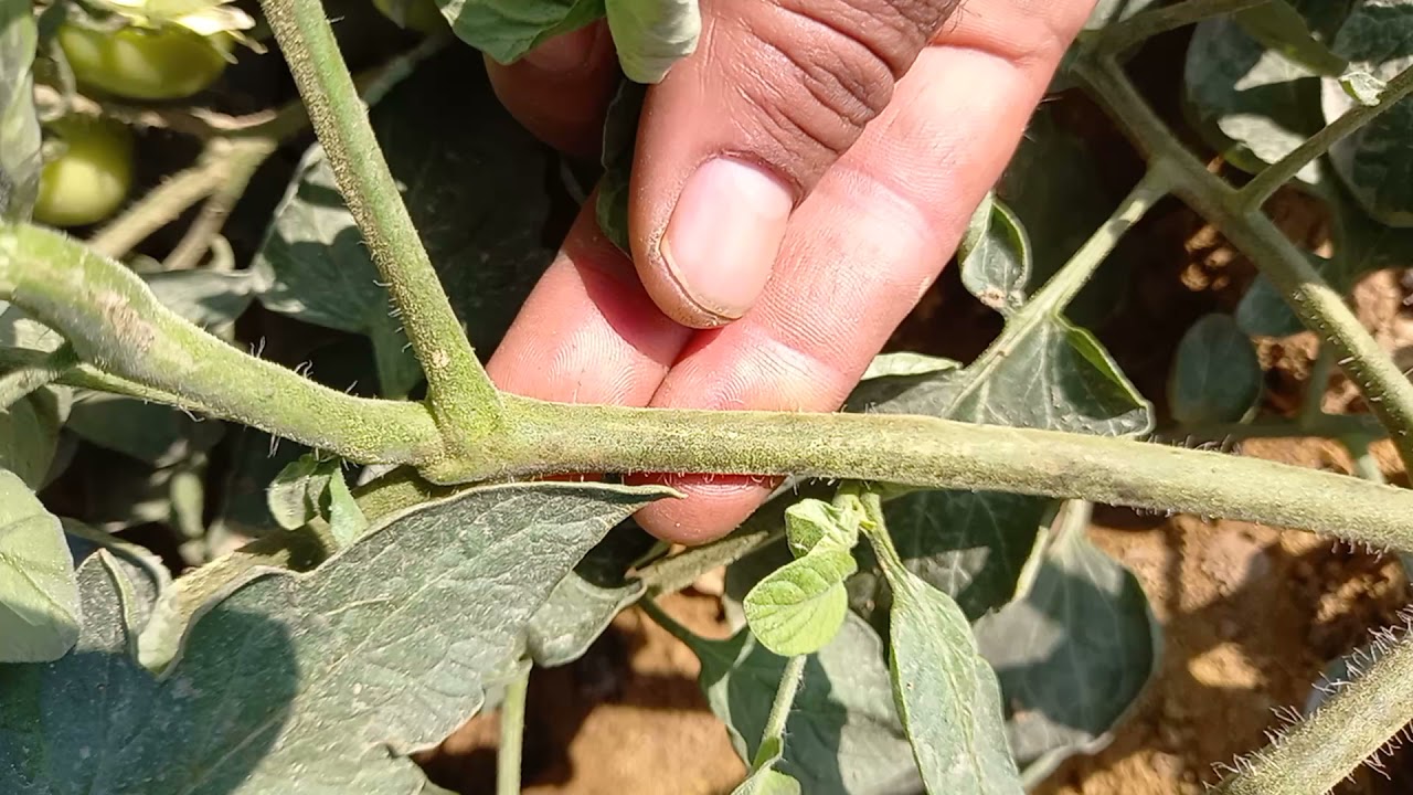 مرض العفن الهبابي علي محصول الطماطم