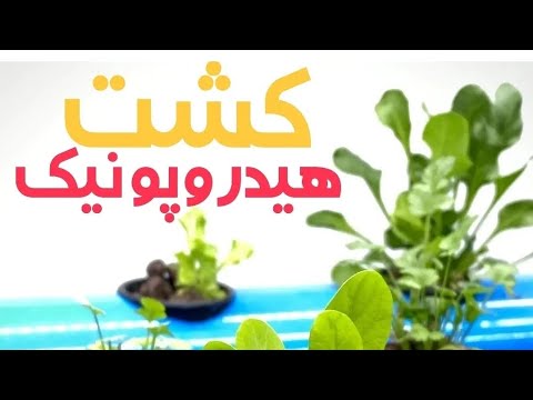 تصویری: چه محصولاتی در روسیه تقاضای زیادی دارند؟ چه محصولی در اینترنت بیشترین تقاضا را دارد؟