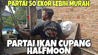 Waow... Kirim Ikan Cupang Partai 50 Ekor ke Kalimantan via Shopee Murah Gratis Ongkir